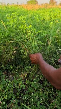 Close up of an indian farmer hands cutting fresh trifolium alexandrinum with a Sickle