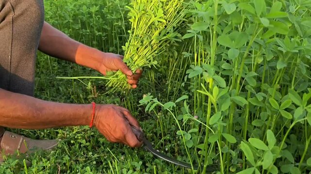 Close up of an indian farmer hands cutting fresh trifolium alexandrinum with a Sickle