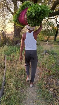 Indian farmer carrying heavy bundle of green fodder on head walking through rural fields at sunset