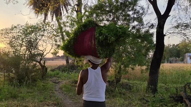 Indian farmer carrying heavy bundle of green fodder on head walking through rural fields at sunset