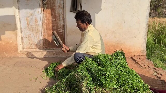 Indian farmer cutting fresh green grass for animal fodder outdoors on a sunny day in rural village