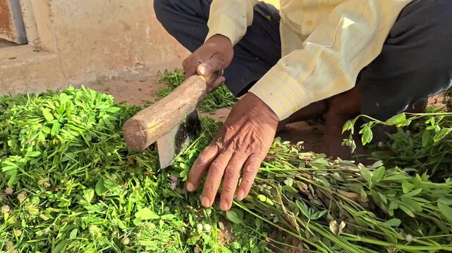 Close up of an indian farmer manually cutting green fodder grass with a traditional tool for livestock feeding