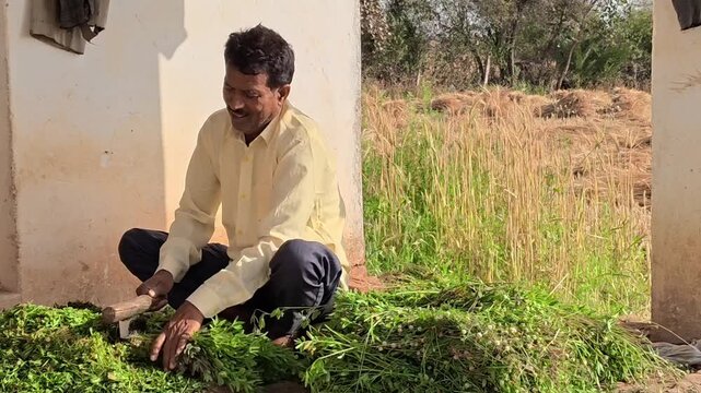Indian farmer cutting fresh green grass for animal fodder outdoors on a sunny day in rural village