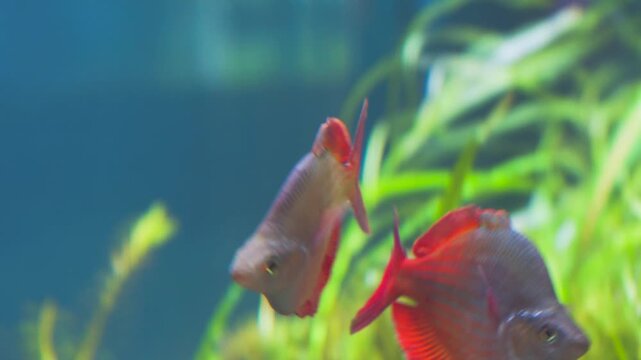 Real footage of vibrant Australian rainbowfish swimming in the ocean