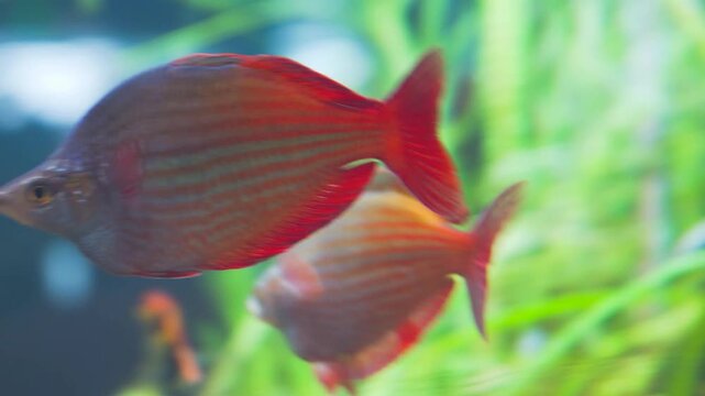 Real footage of vibrant Australian rainbowfish swimming in the ocean