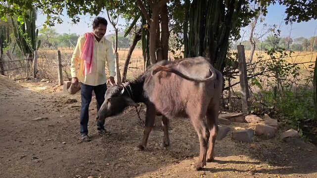 Indian farmer patting and caring for his buffalo