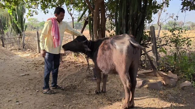 Indian farmer patting and caring for his buffalo