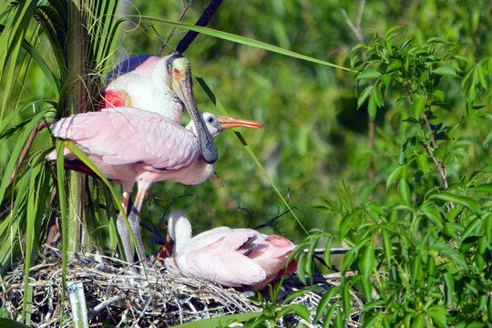 While nesting in a palm tree at the Orlando Wetlands in Christmas, Florida, a mother's affection for her young rosette spoonbill chick is evident as she places her beak across its neck. 