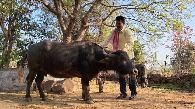 Indian farmer patting and caring for his buffalo