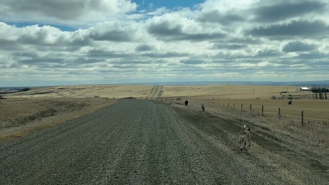 POV driving along rural gravel road with dogs running beside open prairie landscape under dramatic cloudy sky