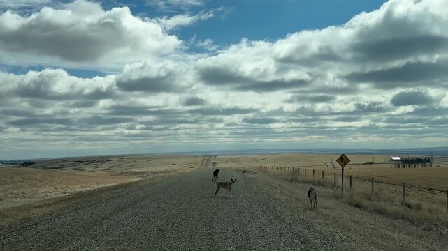 Dogs exploring open rural countryside with natural grassland and wide prairie landscape