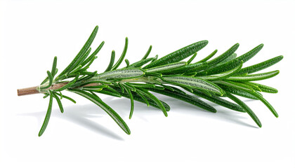 Fototapeta premium Isolated rosemary herb sprig with detailed green foliage on a bright white surface