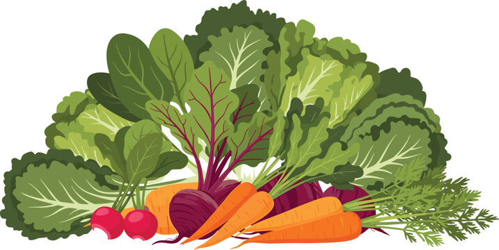 Flat vector illustration of a fresh organic vegetable harvest including leafy green kale lettuce spinach carrots radishes and beets for healthy nutrition and gardening.