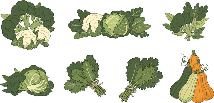 Fresh organic green vegetable bundles vector set featuring broccoli cauliflower cabbage kale bunches and squash harvest for farmers market and healthy grocery design