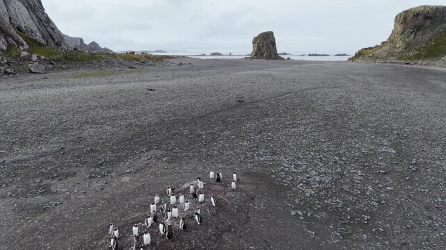 Aerial pulls back from a small cluster of Gentoo penguins, revealing the vast, ice-free volcanic landscape and dramatic basaltic cliffs of Elephant Point on Livingston Island, Antarctica