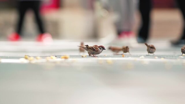 Real footage of relaxed sparrows foraging in groups
