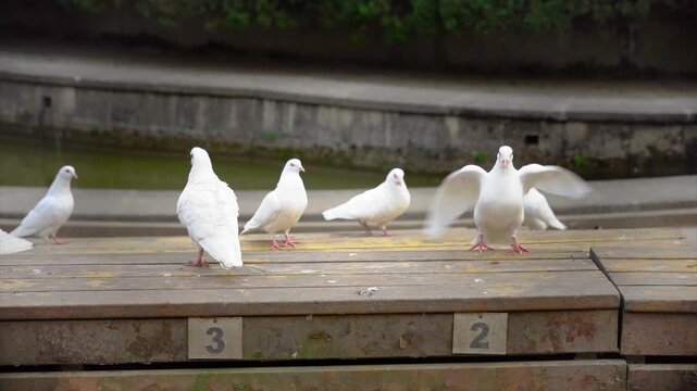 Real footage of beautiful peace doves in a serene natural setting