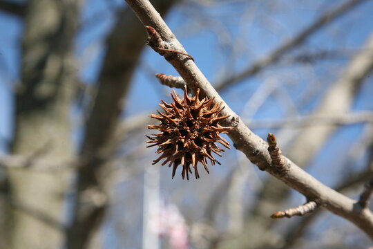 Spiky thing