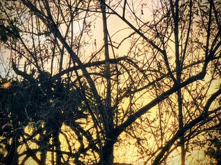 Obraz premium Tree branches silhouette against a dramatic warm sunset sky background, nature texture