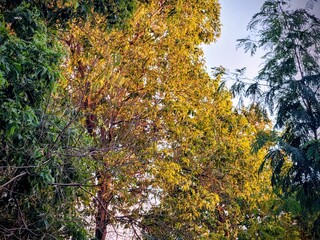Fototapeta premium Contrast of bare branches and lush green foliage on trees at sunset, colorful cloudy sky