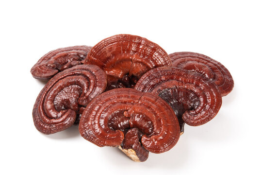 Lingzhi mushroom reishi ganoderma lucidum fungi for traditional medicine