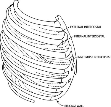 Intercostal Muscles Anatomy Diagram with Rib Cage Wall Medical Line Art Illustration