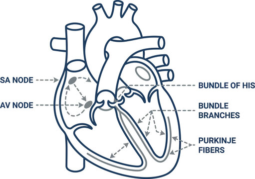 Heart conduction pathway medical line art vector illustration