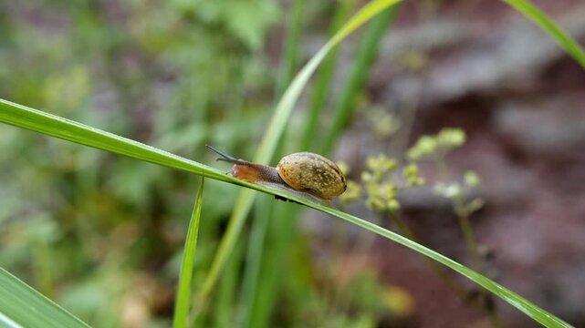 Real footage of summer insects including snails and dragonflies in nature