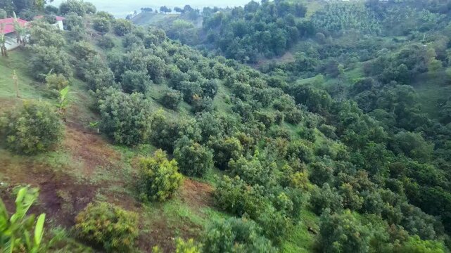 Aerial panning shot of dense avocado trees on a steep green hillside, showing a small farmhouse and banana plants beside a dirt road near Popayan, Cauca, Colombia.