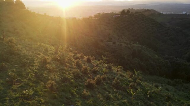 Aerial view of a golden sunrise with sun flare over a steep green hillside dotted with small avocado trees and a farmhouse on the ridge.