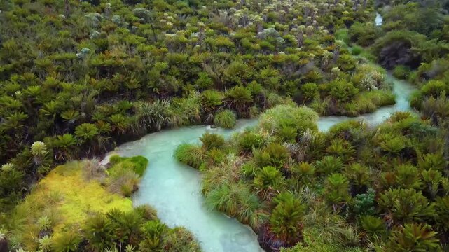 Drone aerial of a milky turquoise thermal stream winding through dense frailejon rosettes and low shrubs in the Purace highland.