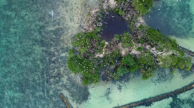 Top-down drone shot of hundreds of white nesting birds in green mangroves amid turquoise shallow water on the Atlantic shoreline at Rincon del Mar, Sucre, Colombia.