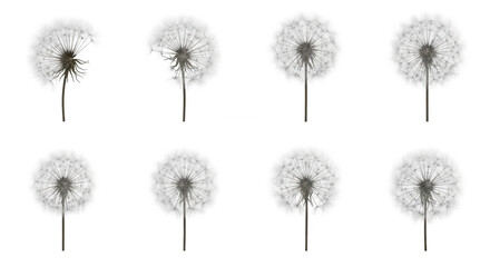 Obraz premium dandelion seed heads shedding seeds against white background stages of blooming nature springtime projects