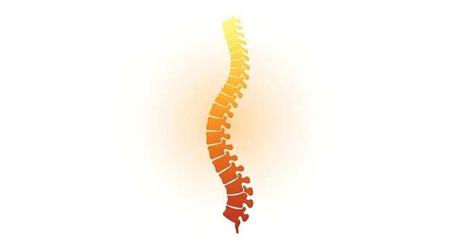 Spine Vertebrae Anatomy Medical Illustration.