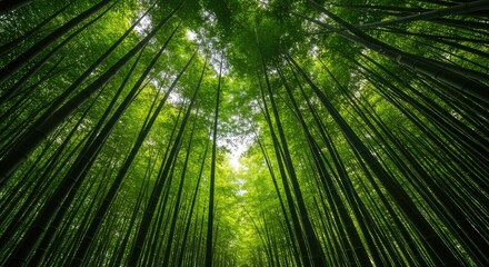 Fototapeta premium A dense, tranquil bamboo forest stretching toward the sky, featuring vibrant green stalks and leaves illuminated by soft sunlight ,texture ,shadow ,natural