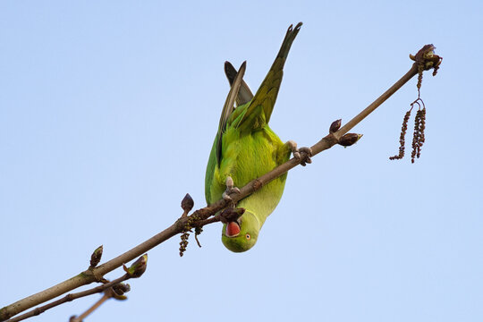 ring necked parakeet, Psittacula krameri, perched upside down on a branch feeding off buds. The sky as the background has space for copy text