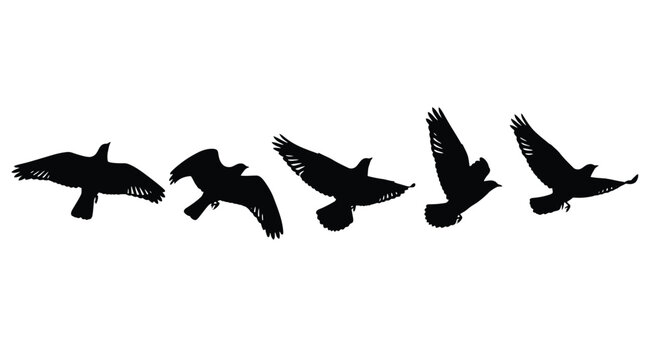 Set of black silhouettes of a flying bird in different positions