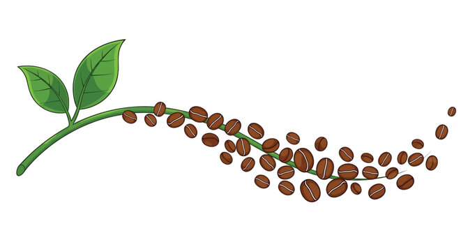 Coffee branch with green leaves and roasted coffee beans, vector illustration