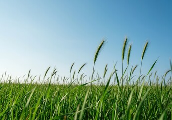 Fototapeta premium Gentle wind rustling through vibrant green meadow grasses under a clear seasonal sky, symbolizing freedom and refreshing air flow ,rustling ,gentle ,relaxing