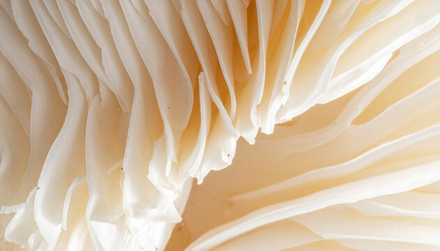 Close up of delicate mushroom gills natural texture and organic detail