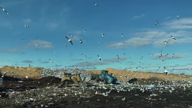 Seagulls flying over city landfill with heavy machinery working in pile of waste and plastic garbage