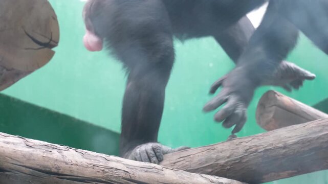 Real footage of gorillas eating bananas at the zoo