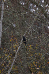 Fototapeta premium Black bird perches calmly amid tangled autumn branches. Foliage shows muted yellows and browns, crisp and quiet. Tree trunks stand tall, bark textured and weathered. Natural scene radiates stillness