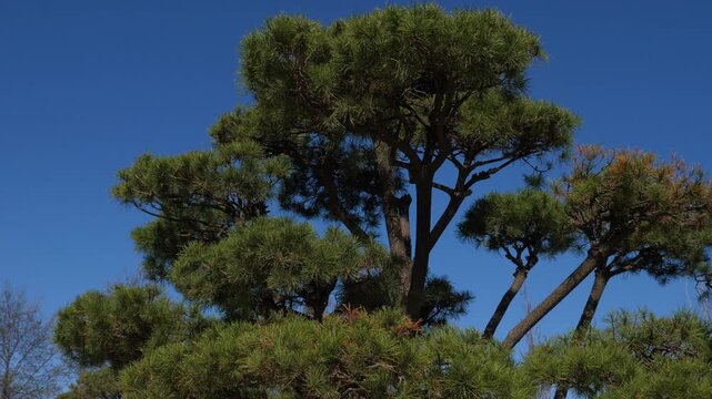 A Japanese coniferous tree stands in a beautiful modern city park. The camera slowly moves backwards, revealing an evergreen fir tree against a backdrop of a blue sky and the park.