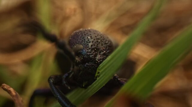 Extreme close-up macro footage of a female purple oil beetle (Meloe violaceus) eating grass in warm natural light. Detailed partial body view highlights mouthparts, texture and natural insect feeding