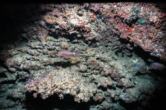 Deep underwater cave with fish and reef wall