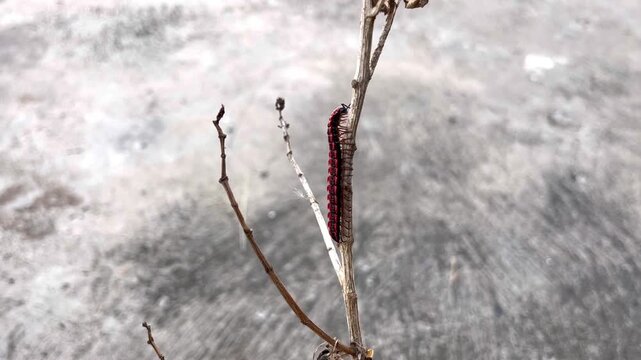 Shocking Pink Millipede crawling on a dry branch, rare exotic species.