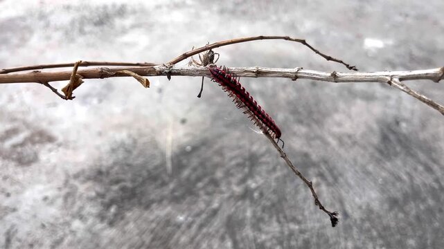 A stunning close-up shot of the rare "Shocking Pink Millipede" (Desmoxytes purpurosea) as it gracefully navigates across a weathered, dry branch.