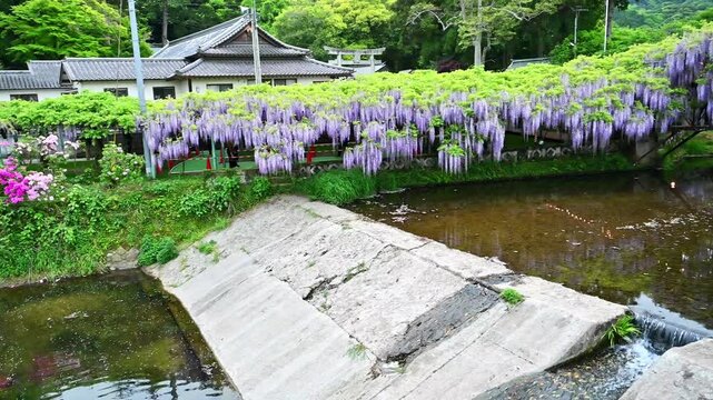 新緑に映える紫の藤：春の風景
「圧倒的なスケール。330平方メートルに広がる藤棚の神秘。」
大分市(西寒多神社)
Purple wisteria contrasting beautifully with the fresh green leaves: A spring scene