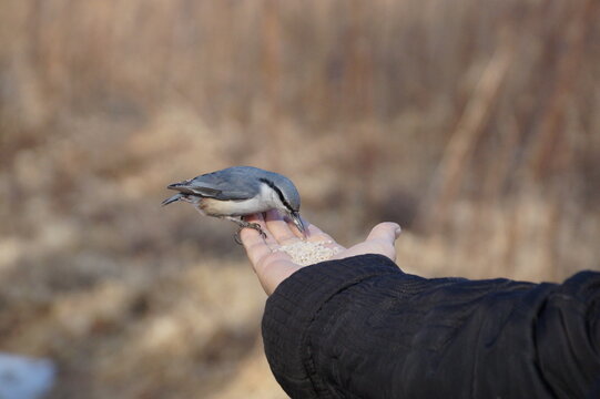 feeding a nuthatch bird 